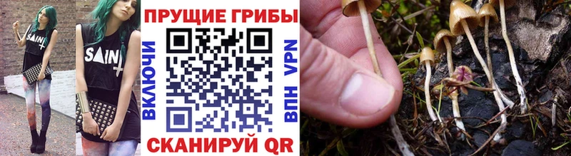 Псилоцибиновые грибы Psilocybine cubensis Черногорск
